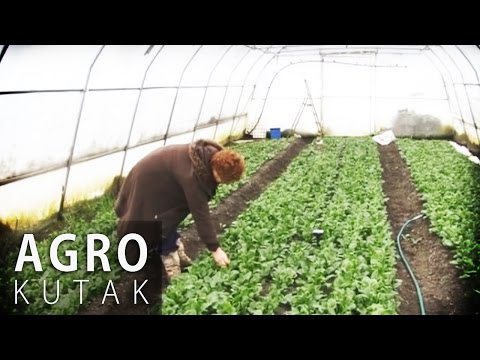 Agro Kutak 46 - Plastenička proizvodnja