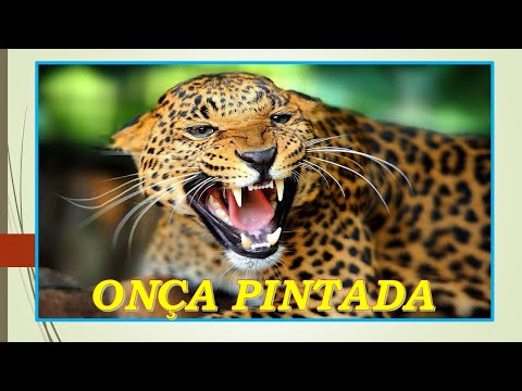 ONÇA PINTADA*****SUDMAR E MARTINÉLLI*****(Compositores-Ribas e Paulo Cruz)