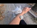 I Let The Angry White Cat Bite My Hand Wild White Cat
