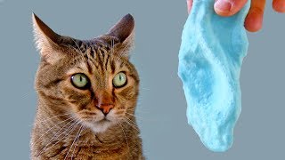 Funny Cat Reacts To Slime - WILL IT LIKE SLIME ??