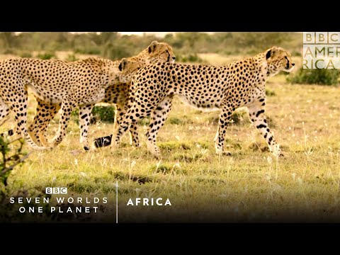 アフリカ｜七つの世界、一つの惑星｜土曜午後9時から｜BBCアメリカ (Africa | Seven Worlds, One Planet | Saturdays at 9pm | BBC America)