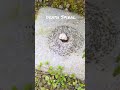 Death Spiral Ant Mill