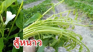 สูตรปลูกผักบุ้งแก้วในหน้าหนาว
