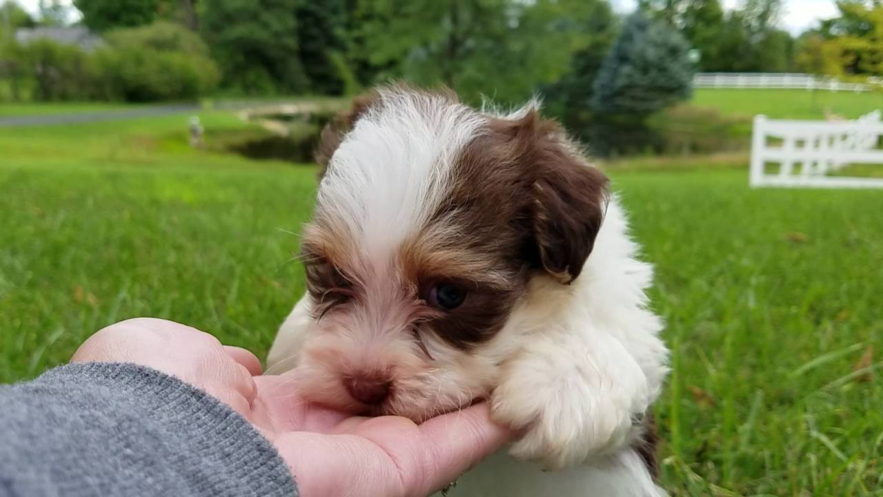 Tapioca’s New Litter