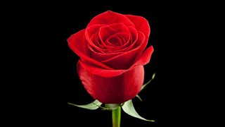 Poema dos olhos da amada/ Vinícius de Moraes