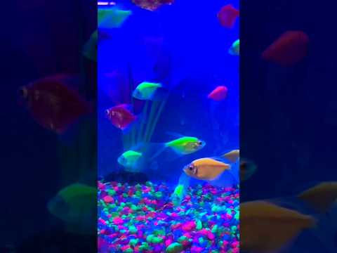 tetra colorido #aqu&aacute;rio #peixes #tetra #tetrafish #peixeornamental #aquarismo #aquariumfish #fish