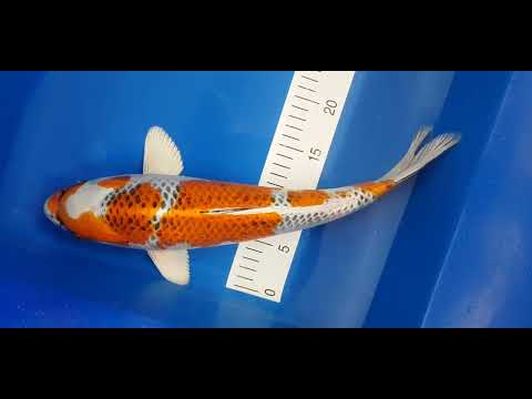 18. Dezember 2025 2y HQ Kujaku von Tanaka Satoshi