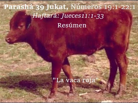 Parasha 39 Jukat Resumen Numeros 19v1 a 22v1