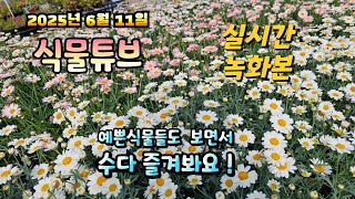 2025년 6월 11일   예쁜식물들 보면서  랜선으로  수다즐겨봐요. #양재꽃시장 #식물튜브 #식물아빠
