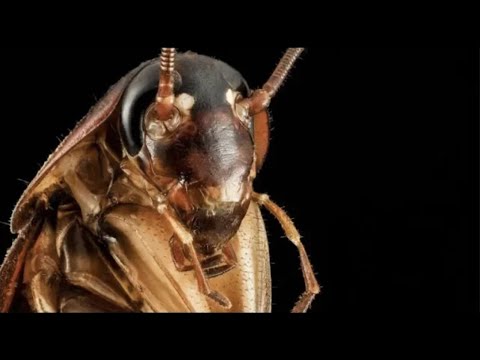 hqdefault.jpg (480×360)