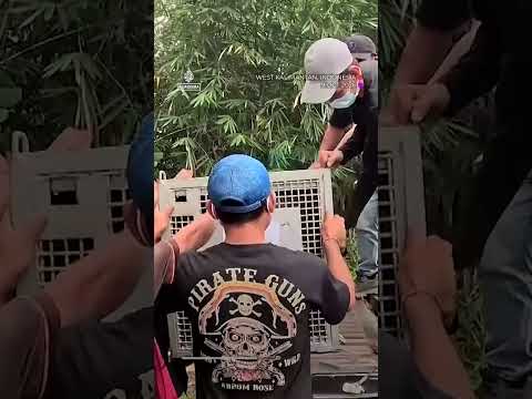 Eight orangutans find new forest home in Indonesia after wildfire rescue