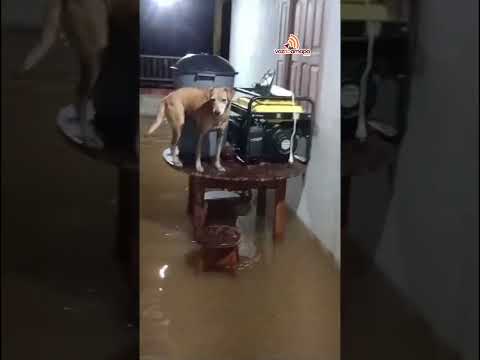 Chuvas intensas transbordam igarapés e invadem casas no interior do Amapá