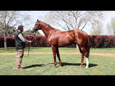 Admire Mars  at Arrowfield 2021
