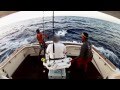AICS Marlin Fishing Accident Sml Blur 30 MMAICMARL3014