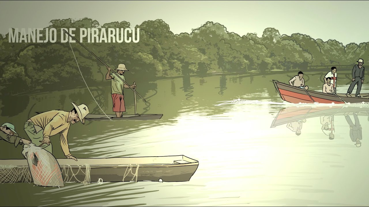 Manejo de Pirarucu na Amazônia: assessoria do Instituto Mamirauá