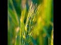 New wheat strain could avoid gluten problems