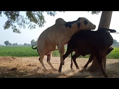 cow meeting fist time