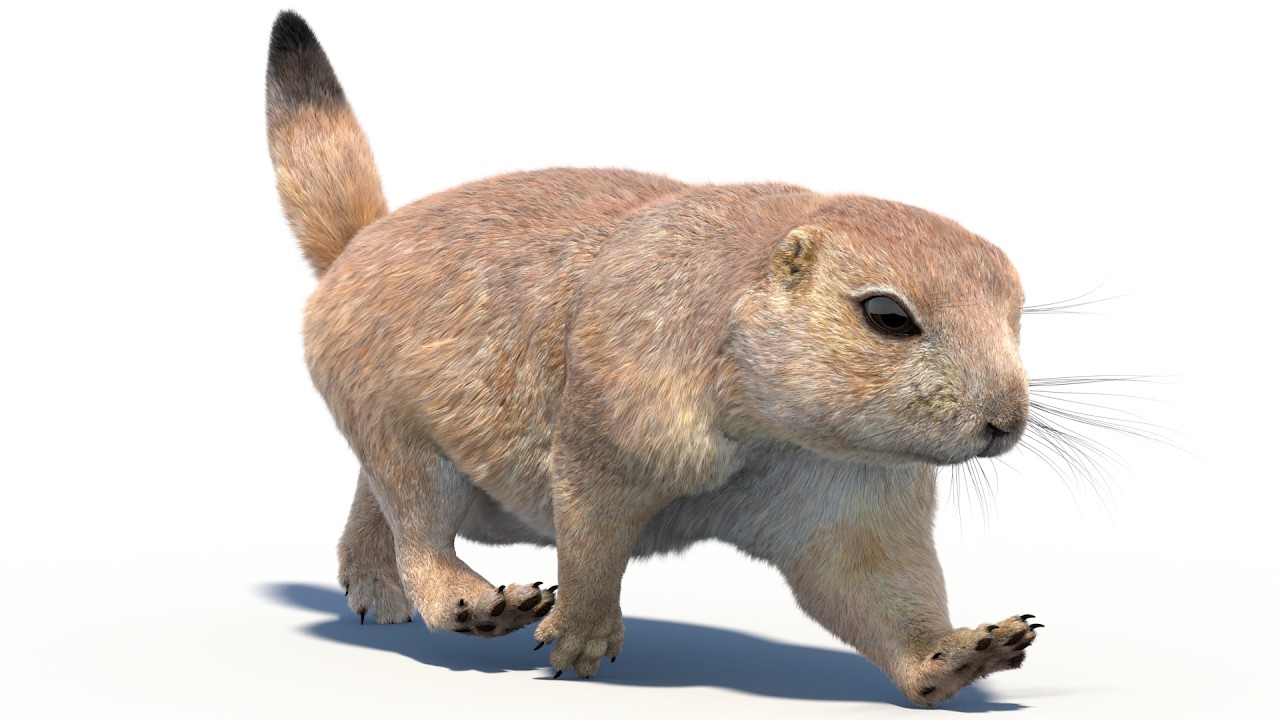 Animated Prairie Dog Fur 3D Model