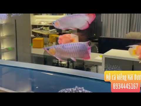 HỒ CÁ RỒNG TẠI VĂN PHÒNG CÔNG TY