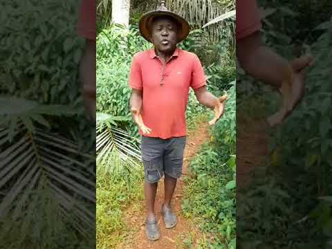 MUSIC: BISSI MAG: "Ils Sont Tous Parails"