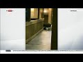 Hungry Bear In A Hotel USA Sky News 21st October 2018