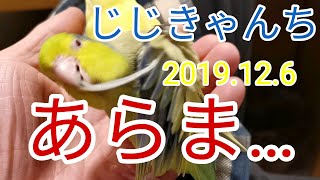 巣上げしました🐣