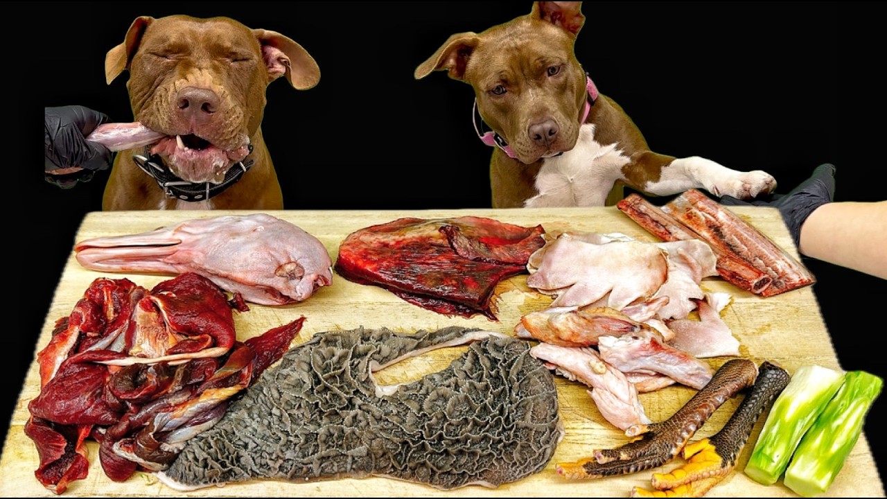 神咀嚼音!!豪快に爆食いするピットブルのASMRがヤバすぎる