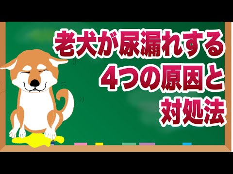 犬の尿失禁 - 原因と治療法