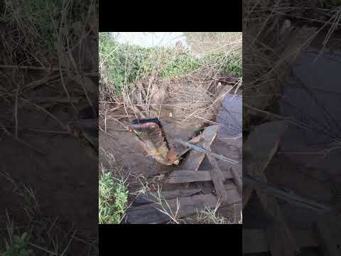 Pegue móveis antigos de madeira.