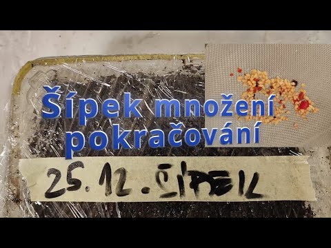 ŠÍPEK MNOŽENÍ DÍL 2: #briar #rose! 🌹 Jak dopadl TEST a hned NOVÝ POKUS! 🤦‍♂️ DIY Zahrada!
