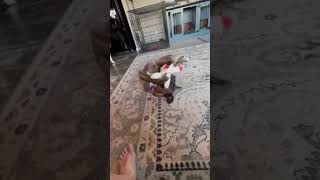 Video preview image #1 Boxer Puppy For Sale in  Katy, TX, USA