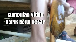 preview picture of video 'Kumpulan video narik belut Babon spesial'