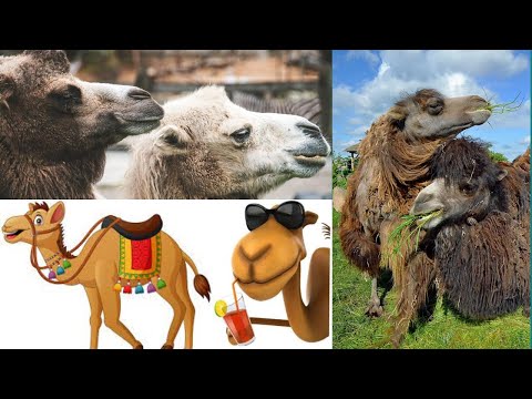 Top 30 Amazing Camels shorts - Interesting Facts About Camels #animals #camels