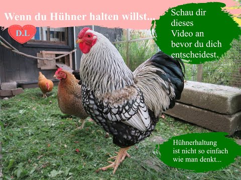 , title : 'Hühnerhaltung im Garten.Abschied von meinen Hühnern.Warum?'