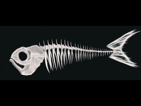 Complete x Sever x Greeley - Stink Fish