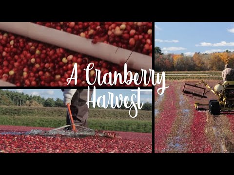A Cranberry Harvest