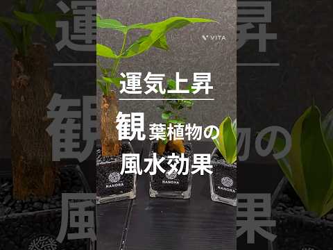 arbre paipillons jardin Feng-Shui élément Eau