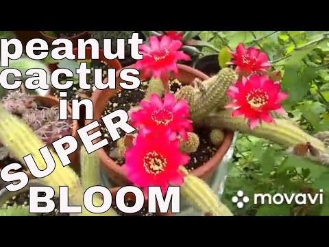 7/8/2020: peanut cactus \\\SUPER BLOOM///