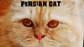 preview picture of video 'Beautiful persian cat in Pakistan ❤❤❤'