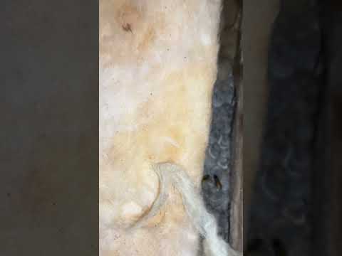 Ultimate Pest Control video.