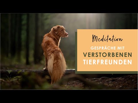 Kontakt mit deinem verstorbenen Tierfreund - Geführte Meditation | 13 Minuten | Tierkommunikation