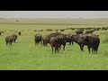 African Buffalo Mating M9LWJZ9