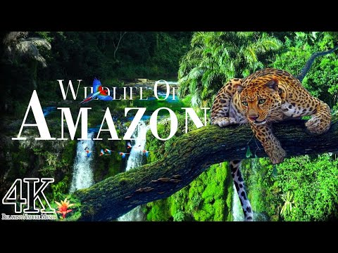 Amazon Wildlife In 4K ULTRA HD - Amazon Rainforest Jungle | Scenic Wildlife Film With Calming Music