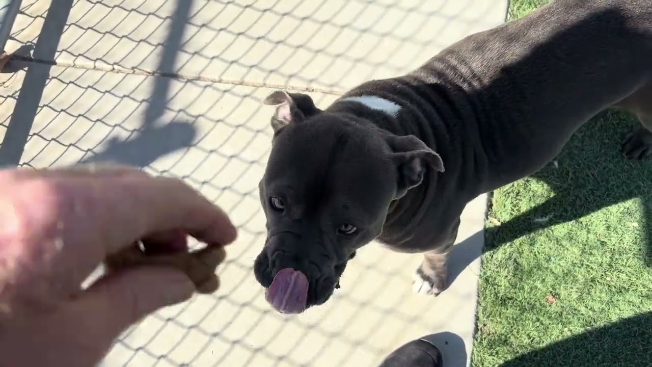 Enlarge VELMA, a Adoptable mixed breed in Wasco, CA video 6/6