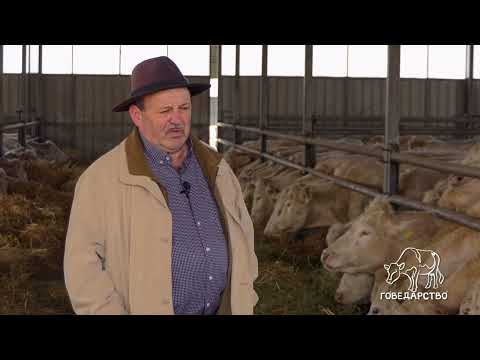 Govedarstvo ep. 5 17.04.2023. Šarole rasa goveda