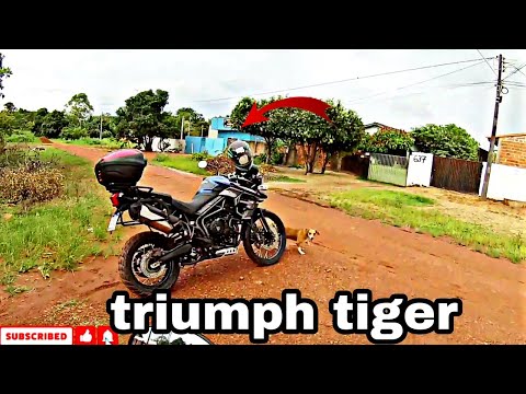 MOTO-VLOG DIÁRIO vi uma triumph tiger -Márcio MotoVlog