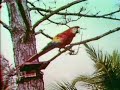 Classic Sesame Street Macaw