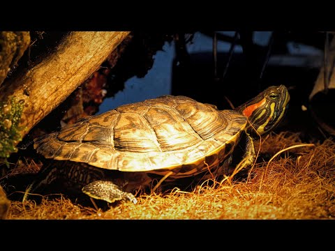 New Turtle Parent? Red-Eared Slider Care Guide for Beginners (Happy & Healthy Pets!)