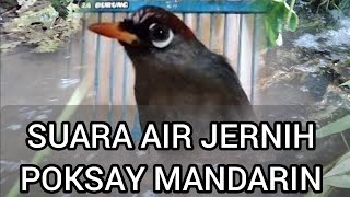 Download lagu Kombinasi SUPER paling AMPUH Buat PANCINGAN,Suara Air & Poksay Mandarin Gacor Full mp3