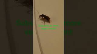 bed bugs? cockroaches at MGM #roach #vegas #bugs #casino